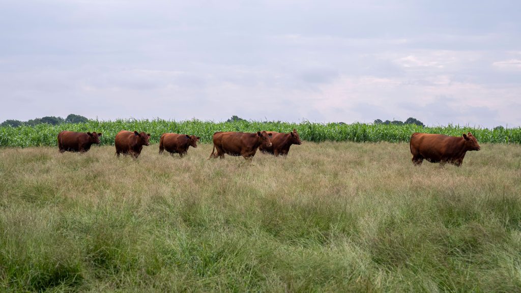 Dry Creek Cattle Co banner